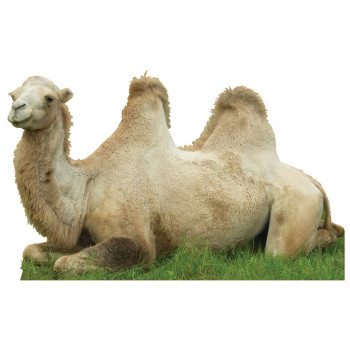 Camel Resting Cardboard Cutout -$59.99
