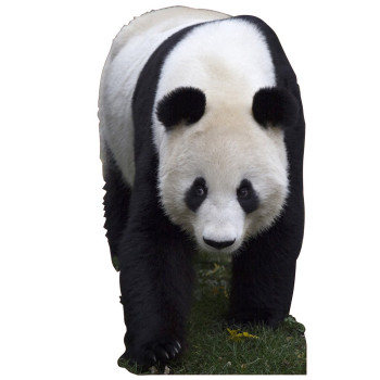 Panda Cardboard Cutout -$59.99