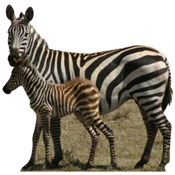 Zebras Cardboard Cutout - $59.99
