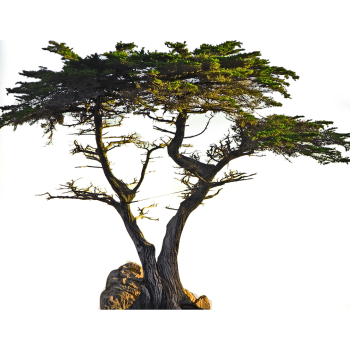 Lone Cypress Tree -$0.00