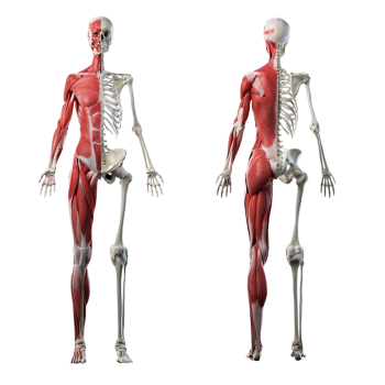 Anatomy Muscle Muscular Skeleton Skeletal System 2pack - $69.99