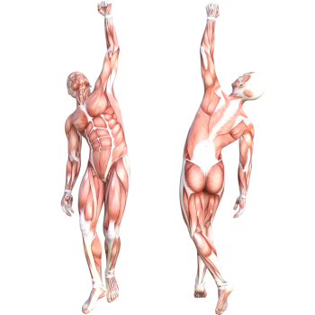 Anatomy Muscle Muscular System 2pack -$69.99