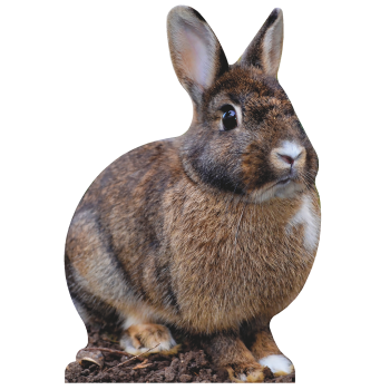 Cute Bunny Rabbit - $0.00