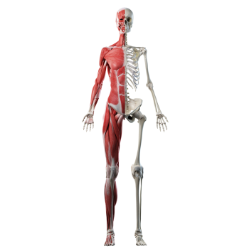 Anatomy Muscle Muscular Skeleton Skeletal System -$49.99