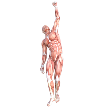 Anatomy Muscle Muscular System - $49.99