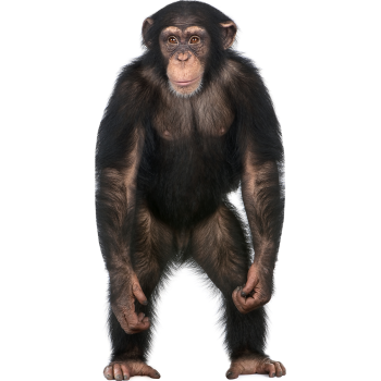 Chimpanzee Cardboard Cutout - $39.99