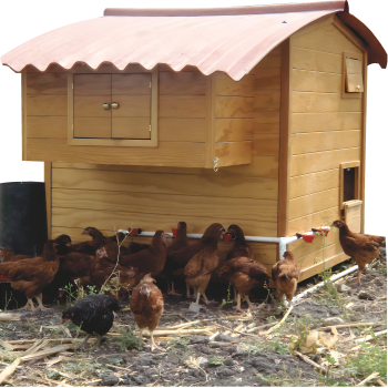 Chicken Coop Farm Homestead Off Grid Cardboard Cutout -$0.00