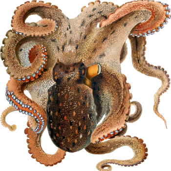 Octopus Vulgaris Tentacle Aquatic Animal Cardboard Cutout -$0.00