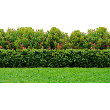 Garden Hedge Trees Bush Lawn Grass Backdrop Cardboard Cutout -$0.00