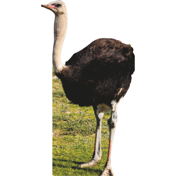 Lifesize Ostrich Bird Always In Sunny Grass Dee Animal Cardboard Cutout Standee Standup -$0.00