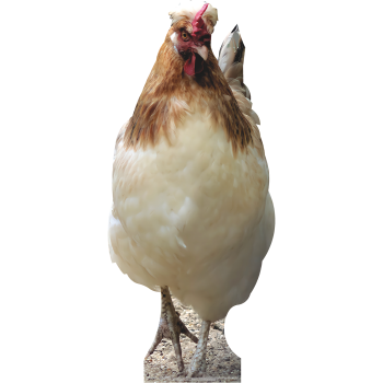 Giant 7.5 Foot Cock Chicken Cardboard Cutout Standee Standup -$0.00
