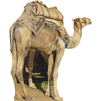 Egypt Giza Life Size Camel Saddle Cardboard Cutout Standee Standup -$0.00