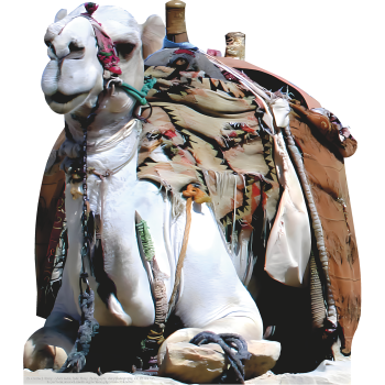 Laying Camel Giza Egypt Cardboard Cutout Standee Standup -$49.99