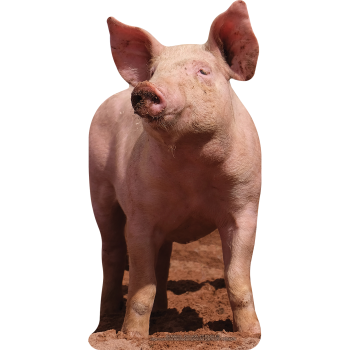 Happy As A Pig In Dirt Cardboard Cutout Standee Standup -$64.99