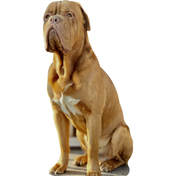 French Mastiff Dogue de Bordeaux 90 Inch Cardboard Cutout Standee Standup -$0.00
