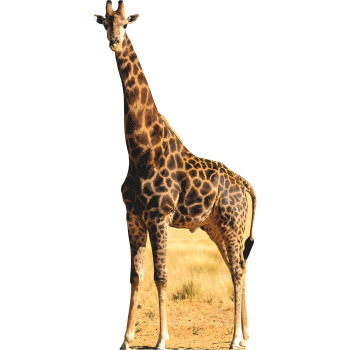 Giraffe -$0.00