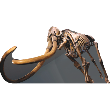 Woolly Mammoth Skeleton Paleolithic Prehistoric Ancient Beast ardboard Cutout Standee Standup -$49.99