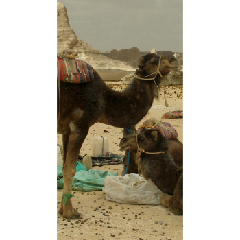 SP12795 White Desert Egypt Camels Travel Cardboard Cutout Standup Standee Backdrop -$0.00