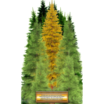 Golden Spruce Most Famous Trees Cardboard Cutout Standee Standup -$0.00