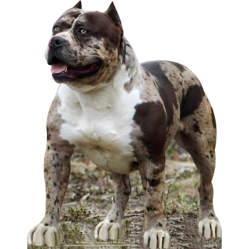 SP12811 Tough Muscular Pitbull Dog Puppy Cardboard Cutout Standup Standee  -$0.00