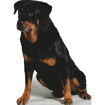 SP12801 Rottweiler Rottie Dog Puppy Sitting Cardboard Cutout Standup Standee -$0.00