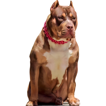 SP12813 Big Brooding Muscular Guard Dog Pitbull Pit Bull 46x24in Cardboard Cutout Standup Standee  -$0.00