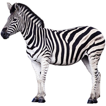 Zebra Prop Cardboard Cutout - $39.95