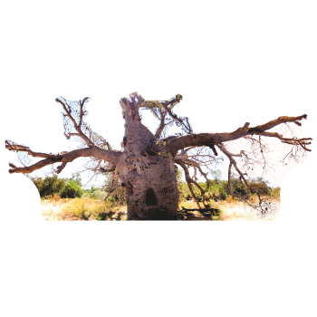 Boab Prison Tree Most Famous Trees Cardboard Cutout Standee Standup -$0.00