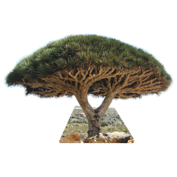 Socotra Dragon Blood Trees Cardboard Cutout Standee Standup -$0.00
