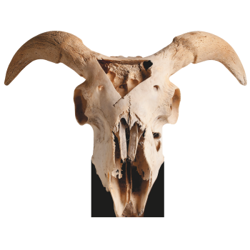 4x3ft Goat Skull Sin Icon Baphomet Satan Cardboard Cutout Standee Standup - $0.00