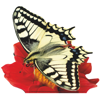 Butterfly Old World Swallowtail  on Flower Cardboard Cutout Standee Standup - $0.00