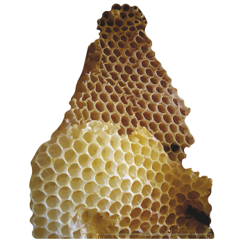 Giant Honey Comb With Bees Cardboard Cutout Standee Standup - $0.00