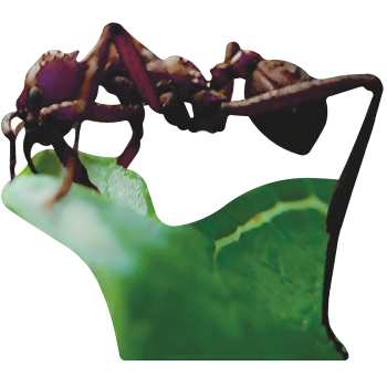 Giant Ant on Leaf Cardboard Cutout Standee Standup