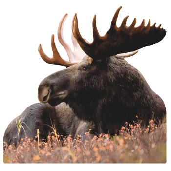Bull Moose Laying 47 inch Cardboard Cutout Standee Standup -$0.00
