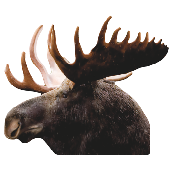 Moose Head Facing Left 32 inch Cardboard Cutout Standee Standup -$0.00
