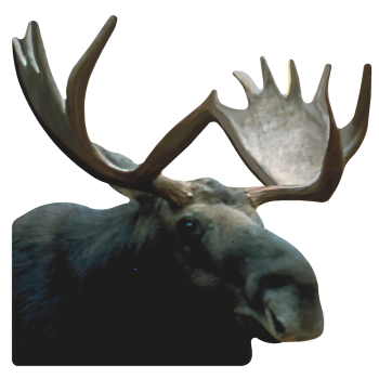 Moose Head Facing Right 34 inch Cardboard Cutout Standee Standup -$0.00