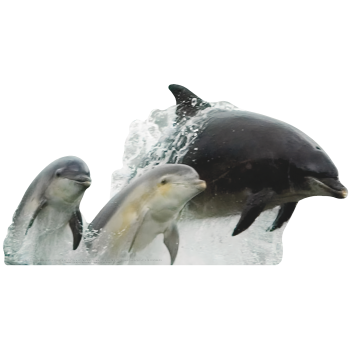 Bottlenose Dolphin Group Jumping Water Splash Dive Cardboard Cutout Standee Standup -$0.00
