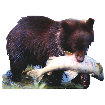 Bear Cub Water with Salmon Alaska Animal Cardboard Cutout Standee Standup