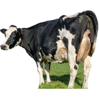 Cow's Rear Milk Milking Udder Butt Cardboard Cutout Standee Standup