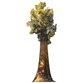 General Sherman Giant Sequoia Tree April 15 National Monument - $0.00