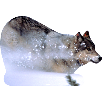 Wolf in Snow - $0.00