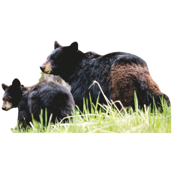 Black Bear and Cub -$0.00