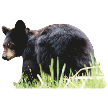 Black Bear Cub -$0.00
