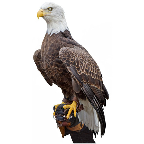 American Bald Eagle Cardboard Cutout Free Shipping