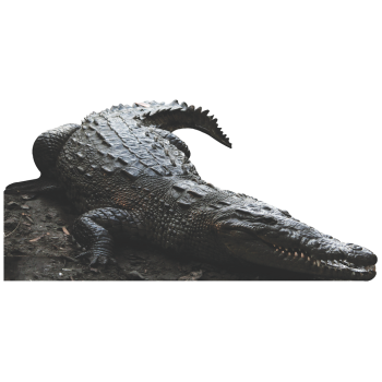 American Crocodile Life size - $49.99