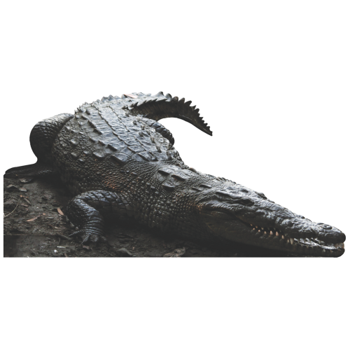 American Crocodile Life size