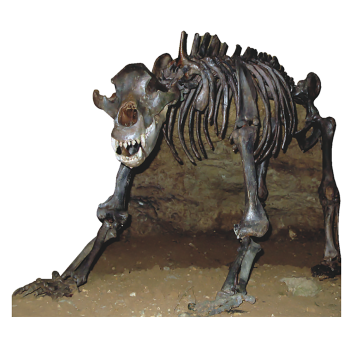Cave Bear Skeleton Fossil - $49.99