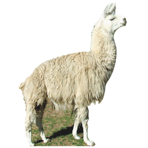 Llama Lifesized Animals
