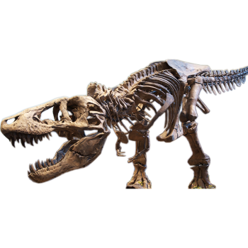 Tyrannosaurus Rex T-Rex Skeleton Jurassic -$59.99