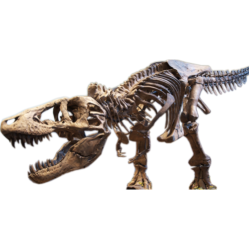 Tyrannosaurus Rex T-Rex Skeleton Jurassic